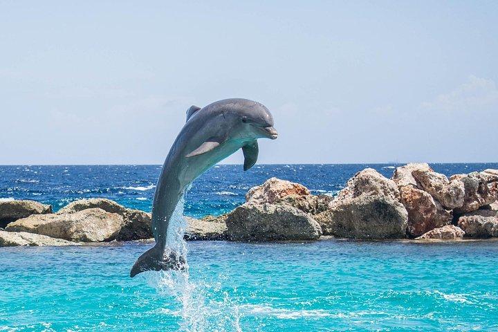 Goa Dolphin Tales Tour