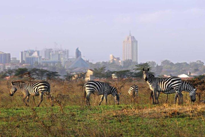 Half Day Nairobi National Park Tour PARK FEES EXCLUSIVE From Nairobi