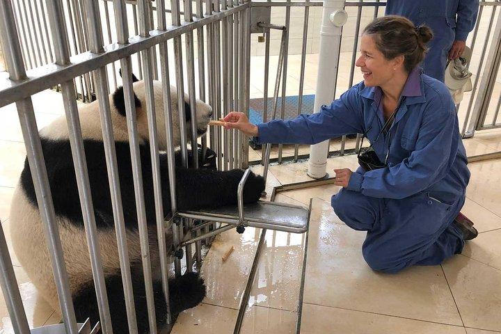 All-Inclusive Private Day Tour of Panda Volunteer Experience in Chengdu