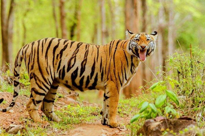 Tadoba Tiger Reserve Tour Of India