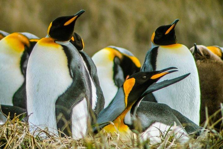 King Penguin & Tierra del Fuego Tour
