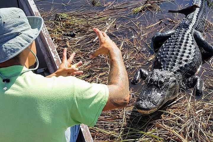1-Hour Air boat Ride and Nature Walk with Naturalist in Everglades National Park