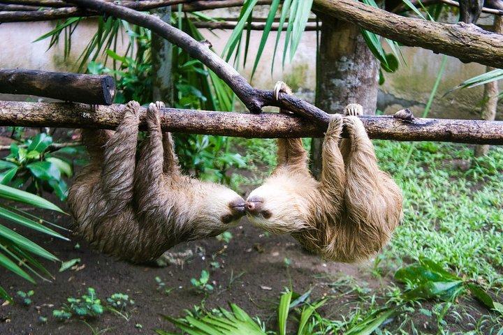 Sloths Lovers - Highlights and Culture of Limon Combo Tour