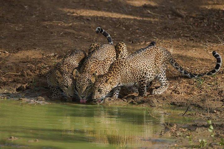 All Inclusive Private Full Day Safari in Yala National Park with Lunch