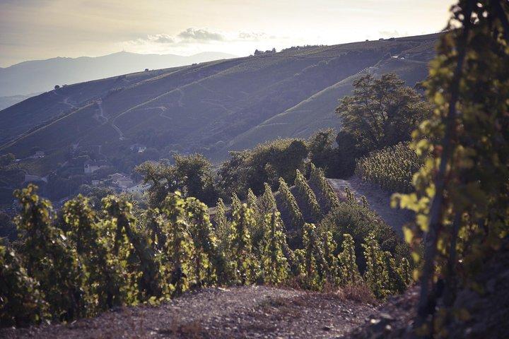 Rhône Valley Wine Tasting Private Day Tour from Lyon