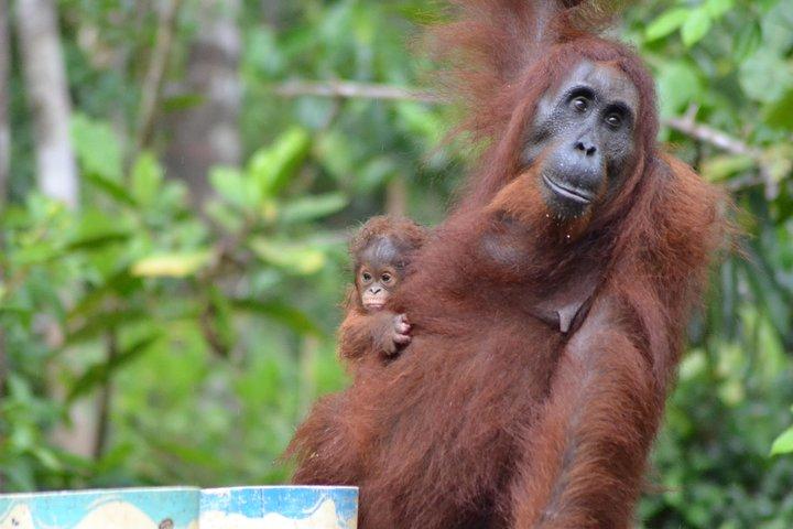 Orangutan Tanjung Puting Day Trip 