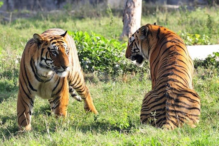 Private 2-Day Tour to Ranthambhore Tiger Safari from Jaipur