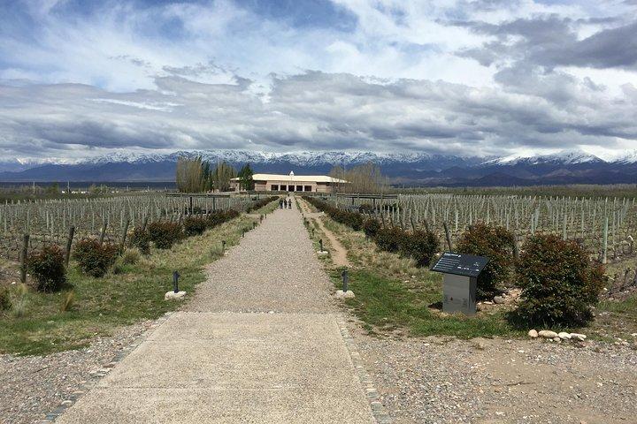 Private Lujan Wine Tour with Gourmet Wine-Paired Lunch from Mendoza