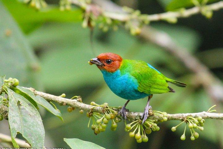 Birdwatching Tour Cajas Park and Tamarindo Tropical Forest area from Cuenca