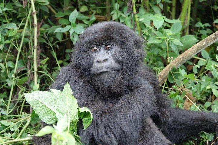Gorilla trekking Transfer From Kigali