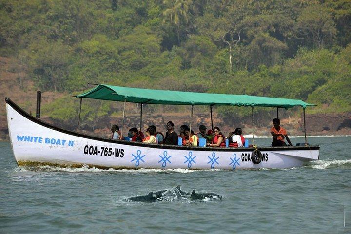 Small Group Dolphin Watching Expedition In Goa- South