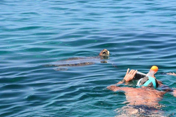 Sea Turtles and snorkeling 