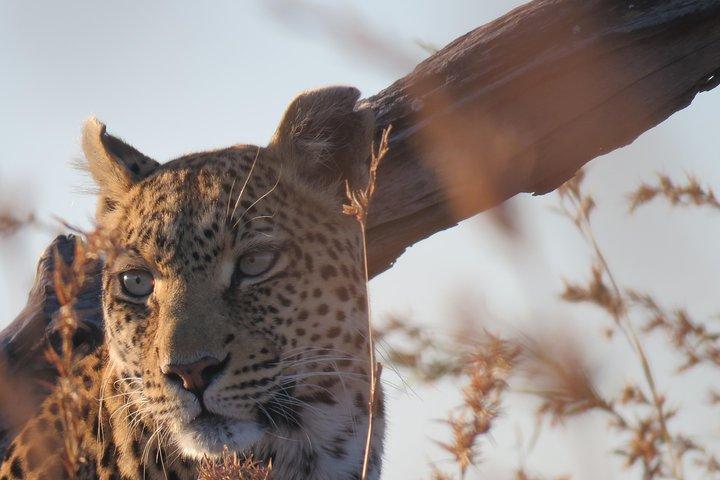 5 Days Leopard Safari