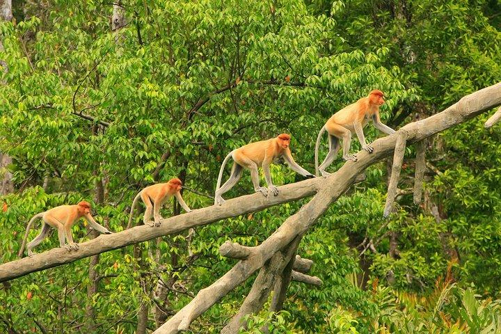 Stray Asia: 10 Day Borneo Explorer Tour