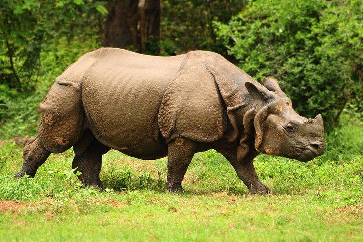 Kaziranga Indian Big Five Wildlife Tour