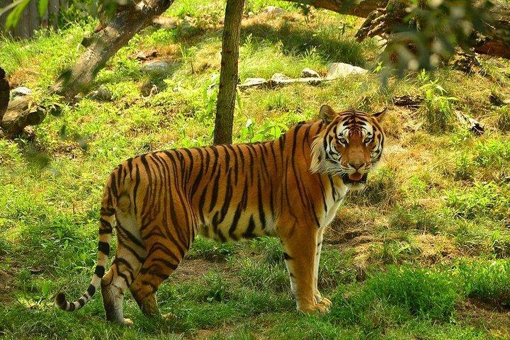 Panna Tiger Reserve Tour from Khajuraho