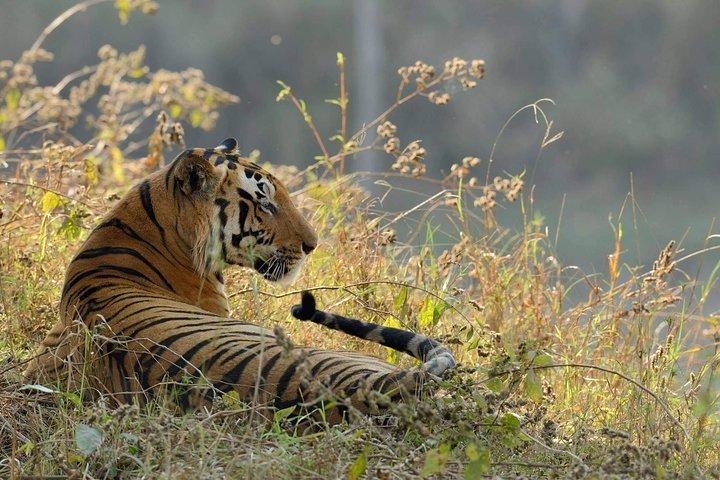 Kanha Tiger Reserve expedition from Jabalpur Airport