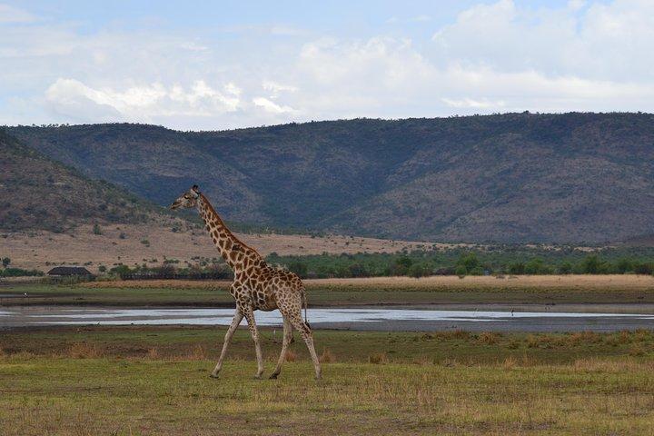 Pilanesberg National Park Day Tour from Pretoria, every SATURDAY