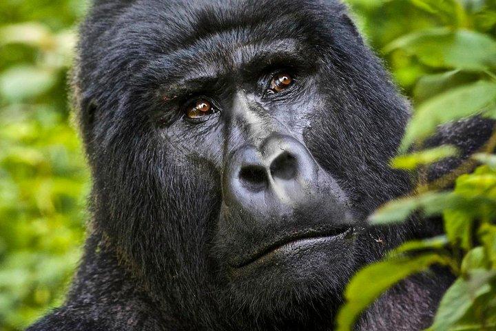 5 days gorilla & Wildlife safari in Uganda