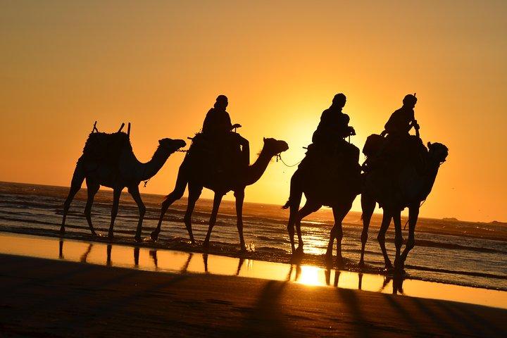3 hours ride on camel at sunset