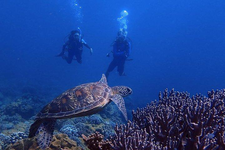 Guam's Best Beach Diving! - Beginner and Advanced Dives