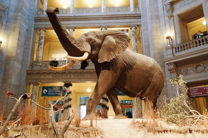 Smithsonian Museum of Natural History - Exclusive Guided Tour 