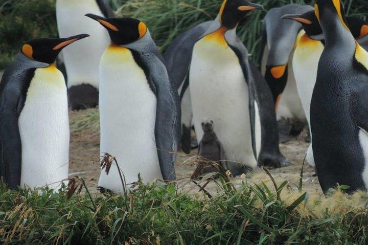 FULL DAY KING PENGUIN COLONY (private tours)
