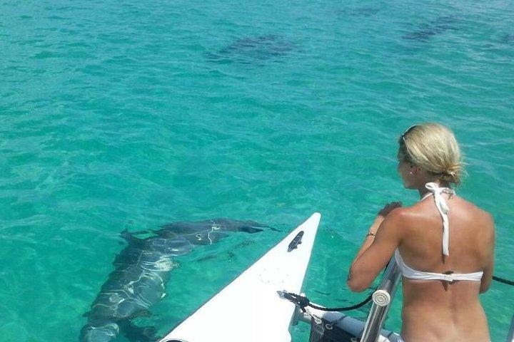 Shallow Water Snorkeling and Dolphin Watching in Key West
