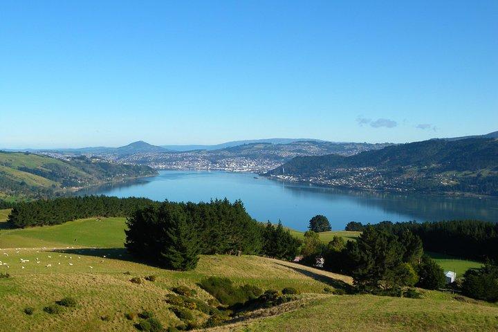 Otago Peninsula Scenery and Dunedin City Highlights Tour