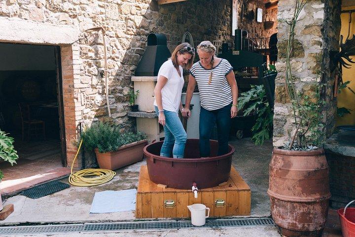 Grape stomping in Tuscan farmhouse from Siena