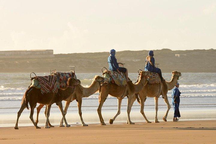 Camel Ride on the Beach of Essaouria