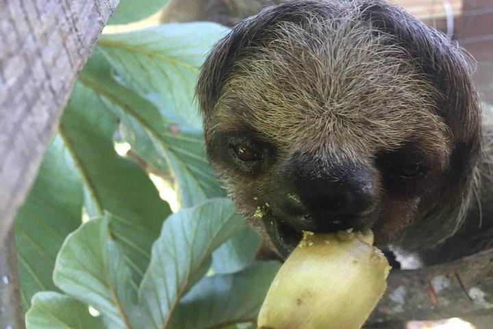 Roatan Shore Excursion: Monkeys, Sloths, and Snorkel Adventure