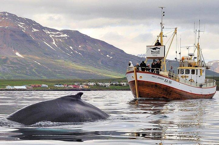Whale Watching and Sea Angling Tour 