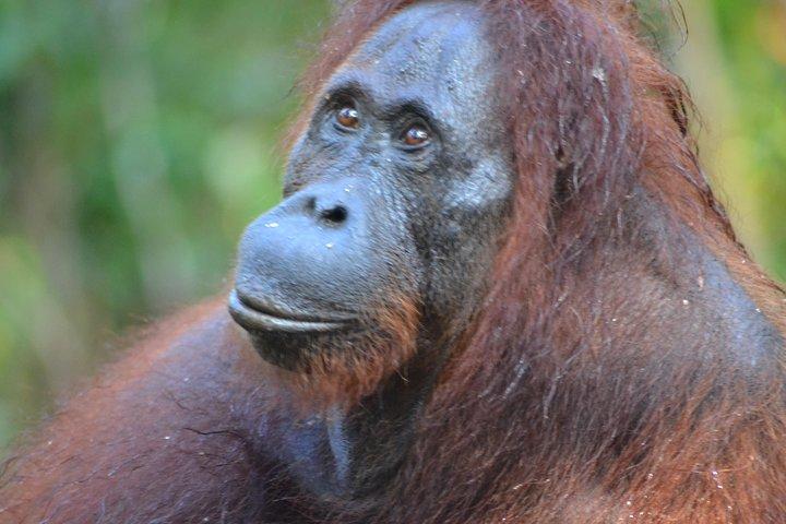  5 Days Truly Orangutan Tanjung Puting Wildlife & Dayak Arut