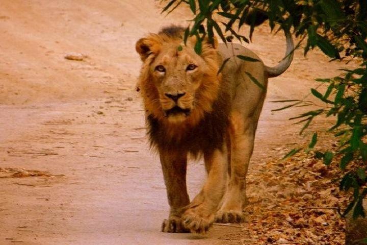 02 Nights & 03 Days Asiatic Lion Tour from Rajkot