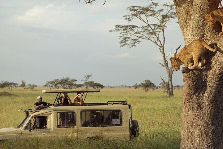 3-Days Safari Tour Tarangire, Ngorongoro & Lake Manyara