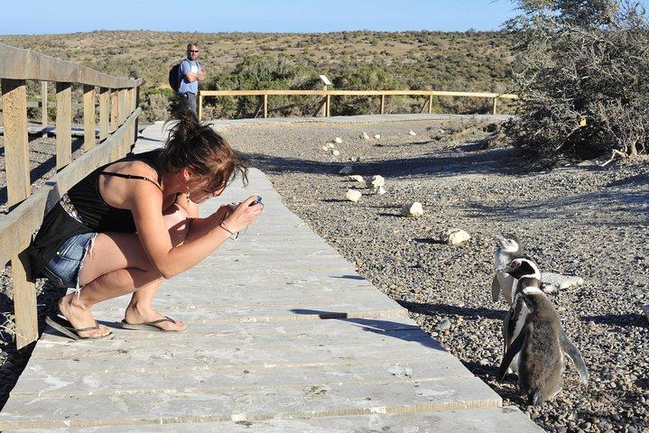 Punta Tombo Penguin Colony from Puerto Madryn with optional Toninas Watching