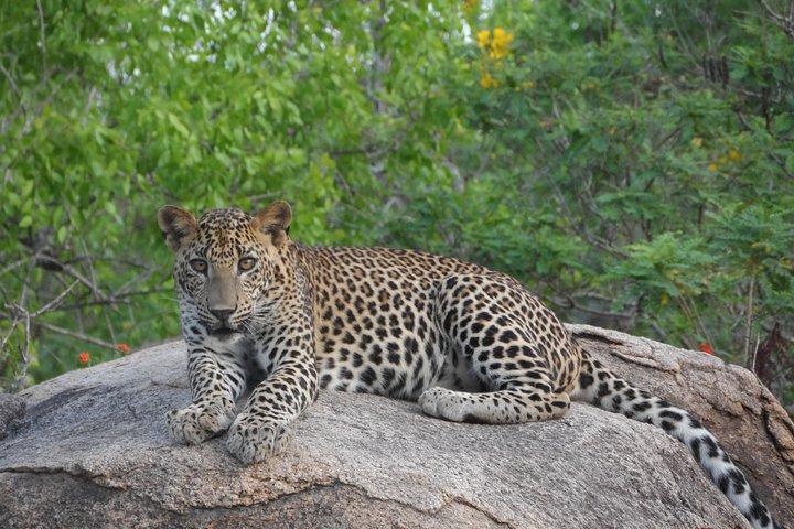 Special Leopards safari - Yala National park - 04.30 am to 11.30 am