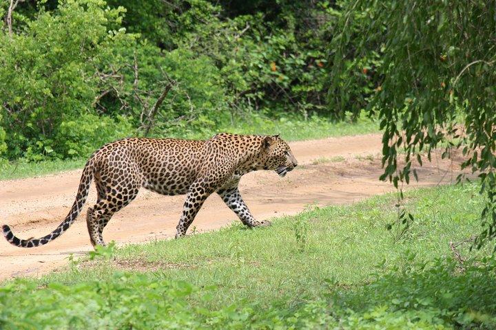 Full day Safari - Yala National Park - 04.30 am to 06.00 pm with - Janaka safari