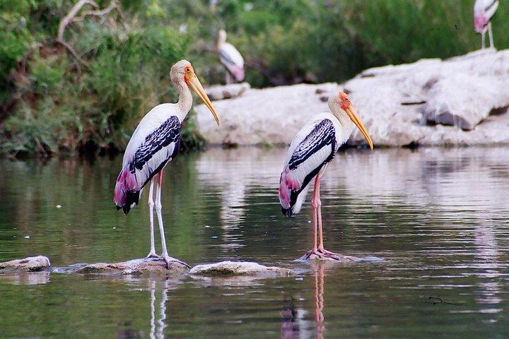 Excursion to Surwal Lake With Transfers & Guided Trip