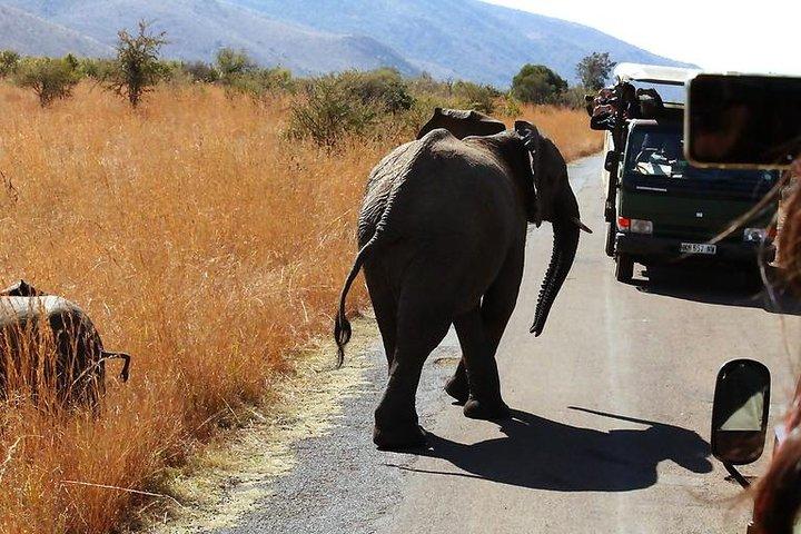 Pilanesberg National Park Full Day Safari From Johannesburg