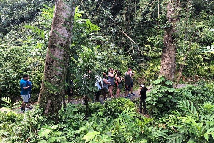 Discover El Yunque: Half-Day Rainforest Tour