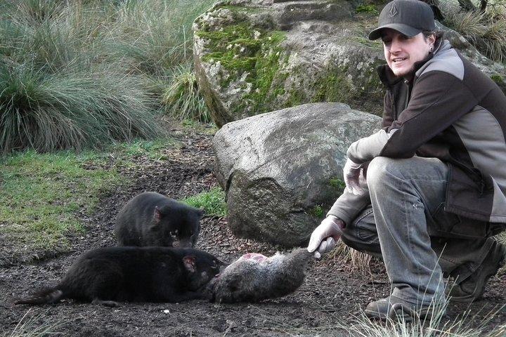 After Dark Tasmanian Devil Feeding Tour at Cradle Mountain