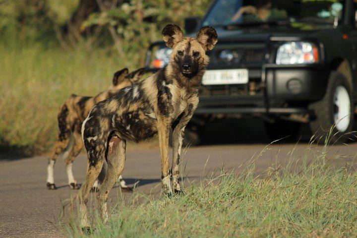 Full Day Safari in the Kruger National Park from Hazyview