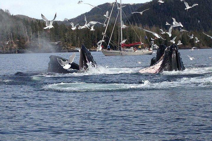 Sitka Shore Excursion: Whale-Watching and Marine Life Tour