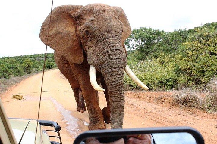 Addo Elephant National Park - HD01
