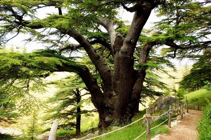 Bcharre - Qadisha Valley & Cedars Forest From Beirut
