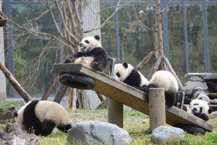 Wolong Panda Base Private Day Tour Optional Volunteering