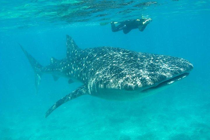 Whale Shark and Snorkeling Adventure from Isla Holbox