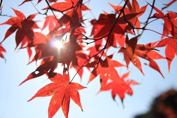 The Beauty of the Korea Fall foliage Discover 9days 8nights